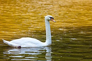 休闲弹幕清版射击游戏《击落虚拟广告》现已在Steam平台正式推出