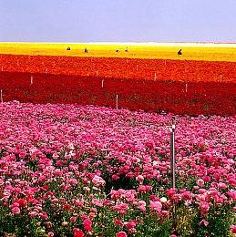 《黑道圣徒：重启版》第二款DLC现已上线 发售宣传片